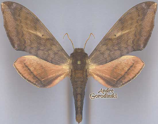 http://www.gorodinski.ru/sphingidae/Clanidopsis exusta.jpg